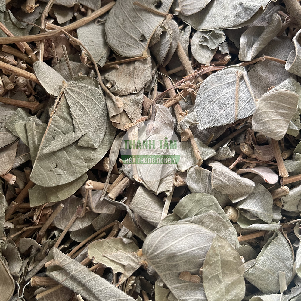 Kim tiền thảo – vị thuốc lợi tiểu hỗ trợ sỏi thận