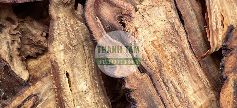 Mộc qua | Nhà thuốc Thanh Tâm