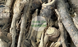 Ngũ gia bì gai | Nhà thuốc Thanh Tâm