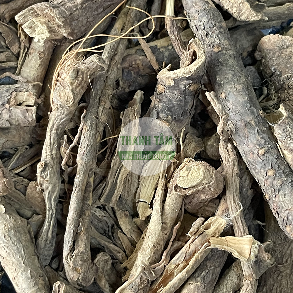 Ngũ gia bì gai – vị thuốc trừ phong thấp