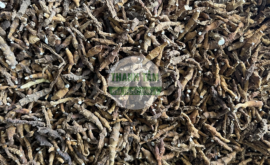 Thạch xương bồ | Nhà thuốc Thanh Tâm