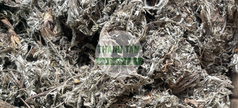Bắc tử thảo | Nhà thuốc Thanh Tâm