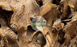 Cẩu tích | Nhà thuốc Thanh Tâm