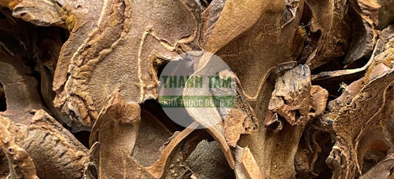 Cẩu tích | Nhà thuốc Thanh Tâm