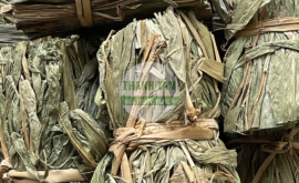 Đạm trúc diệp bắc | Nhà thuốc Thanh Tâm