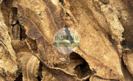 Độc hoạt | Nhà thuốc Thanh Tâm