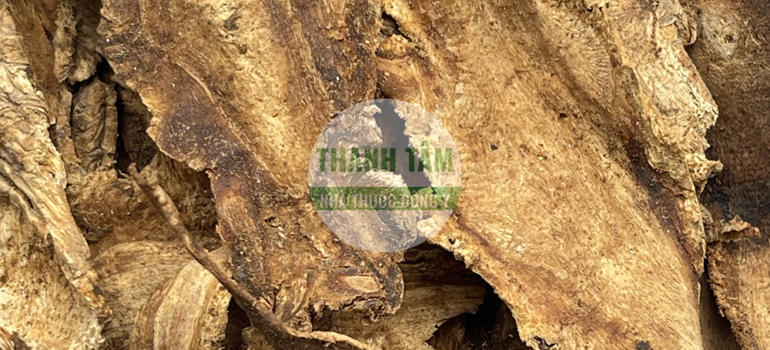 Độc hoạt | Nhà thuốc Thanh Tâm