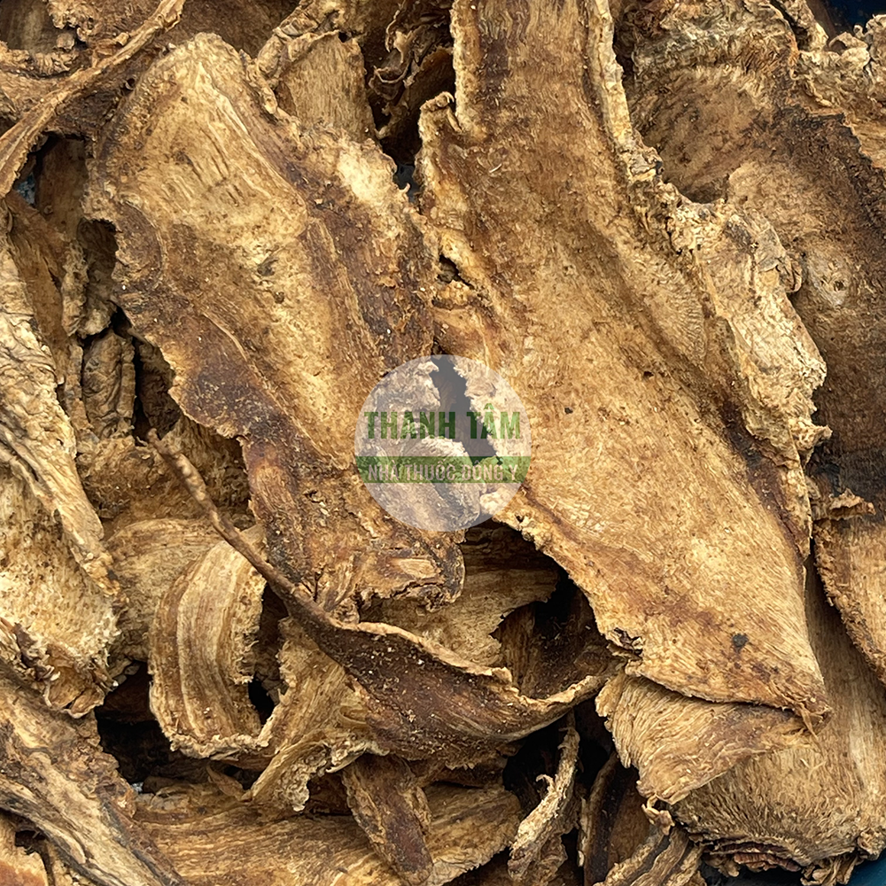 Độc hoạt – vị thuốc khu phong trừ thấp