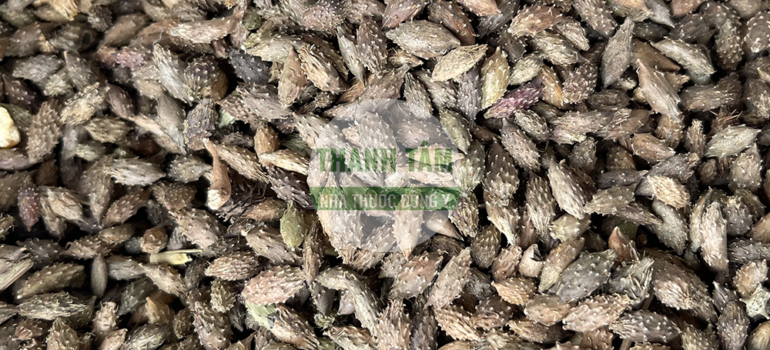 Thương nhĩ tử | Nhà thuốc Thanh Tâm