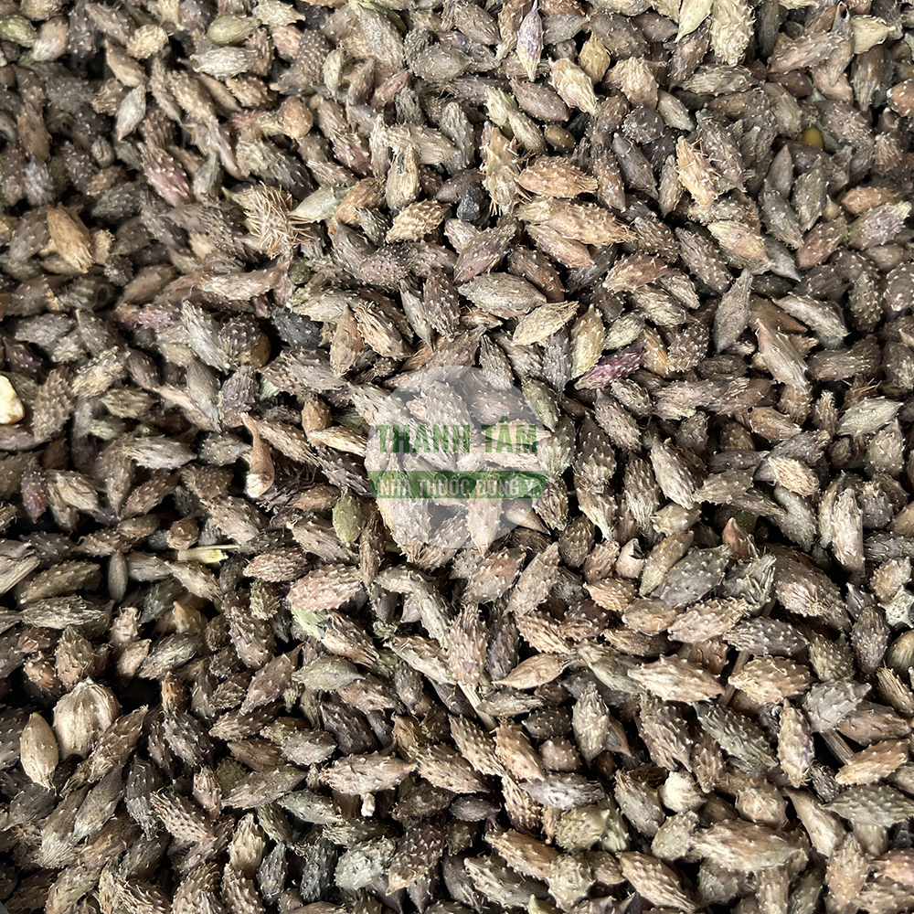 Thương nhĩ tử – vị thuốc thông mũi khiếu trong Đông y