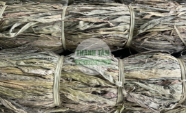 Trúc diệp nam | Nhà thuốc Thanh Tâm