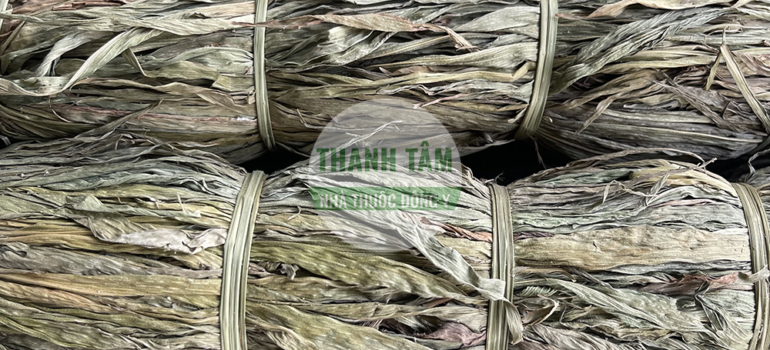 Trúc diệp nam | Nhà thuốc Thanh Tâm
