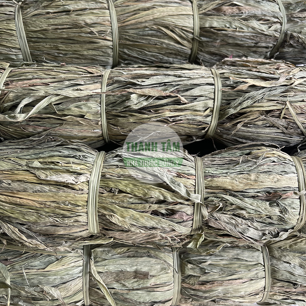 Trúc diệp khô dạng bó lá dài