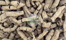 Ba kích | Nhà thuốc Thanh Tâm