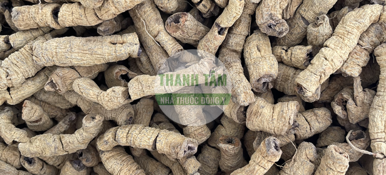 Ba kích | Nhà thuốc Thanh Tâm