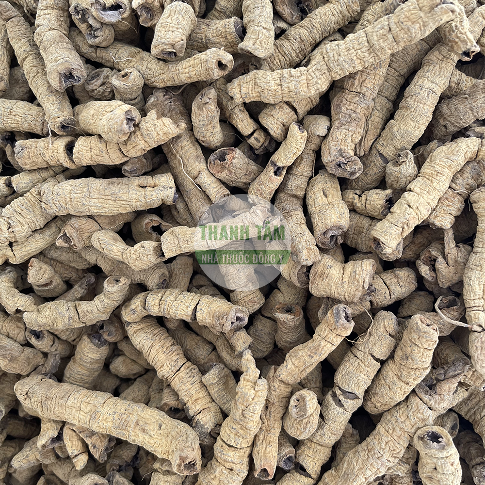 Ba kích – vị thuốc ôn thận mạnh gân cốt