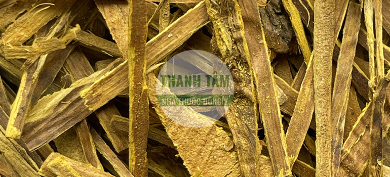 Hoàng bá | Nhà thuốc Thanh Tâm