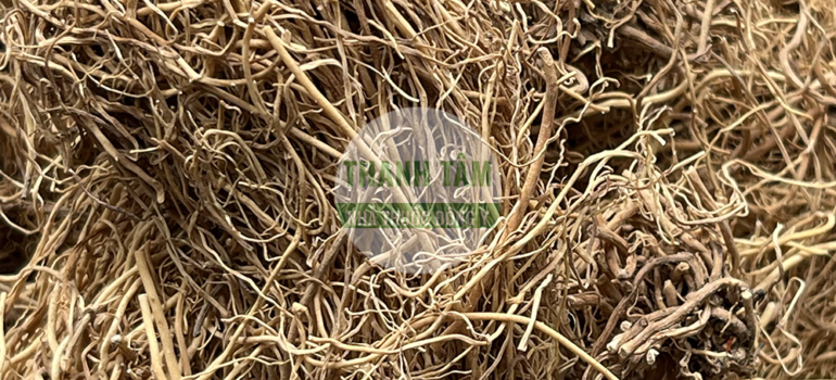 Tế tân | Nhà thuốc Thanh Tâm