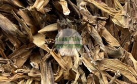 Trinh nữ hoàng cung | Nhà thuốc Thanh Tâm