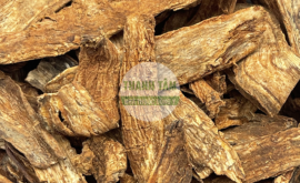 Tục đoạn | Nhà thuốc Thanh Tâm