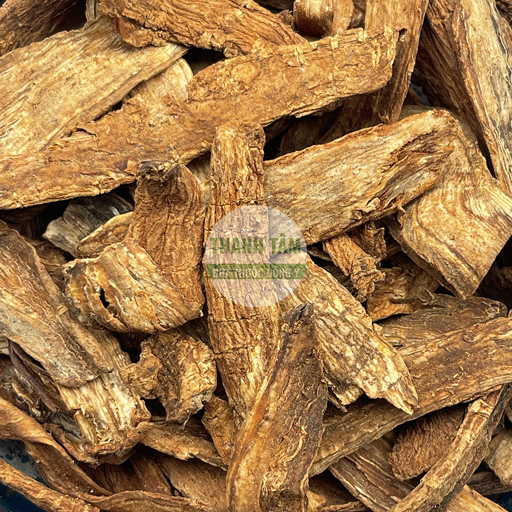 Tục đoạn – vị thuốc bổ can thận mạnh gân cốt