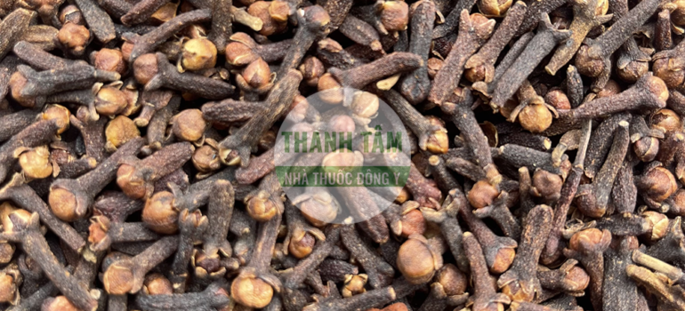Đinh hương | Nhà thuốc Thanh Tâm