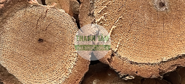 Hải phong đằng | Cửa Hàng Dược Liệu Thanh Tâm