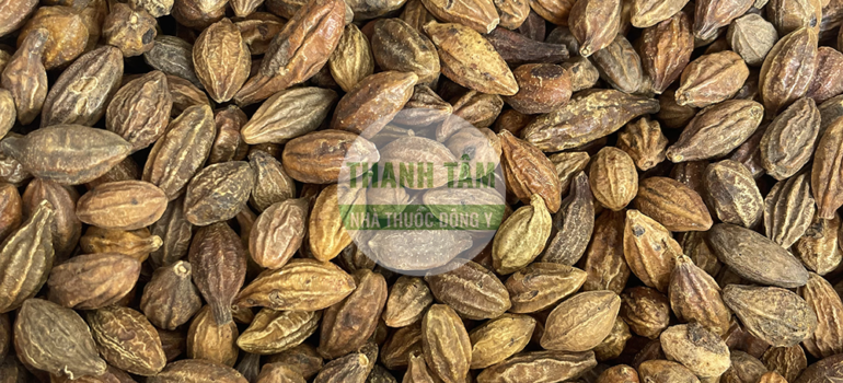 Kha tử | Nhà thuốc Thanh Tâm