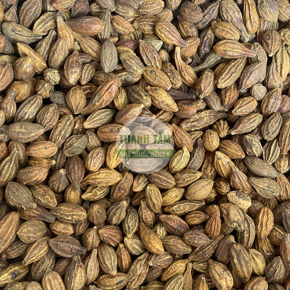 Kha tử – vị thuốc liễm phế sáp trường