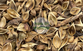 Liên kiều vàng | Nhà thuốc Thanh Tâm