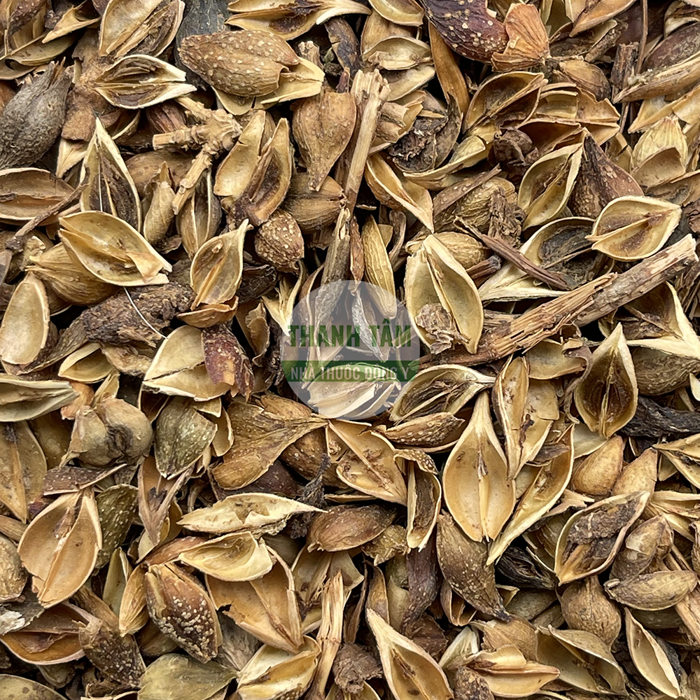Liên kiều – vị thuốc thanh nhiệt giải độc