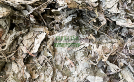 Ngải diệp Ngải cứu | Cửa Hàng Dược Liệu Thanh Tâm