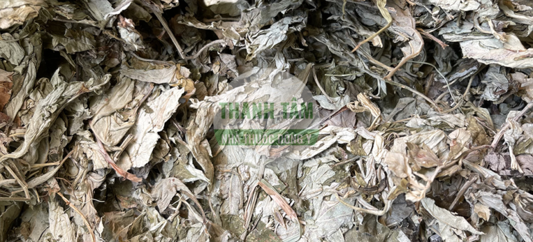 Ngải diệp Ngải cứu | Cửa Hàng Dược Liệu Thanh Tâm