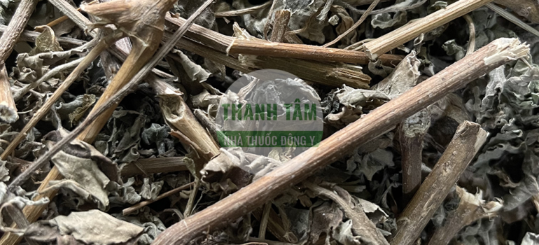 Xuyên ngưu nam Cỏ xước | Nhà thuốc Thanh Tâm