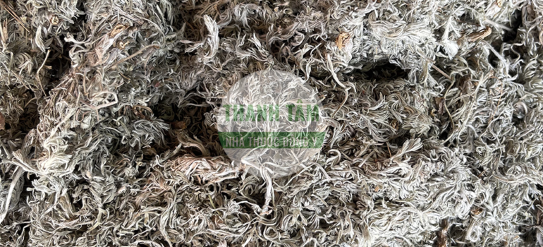 Nhân trần bắc | Nhà thuốc Thanh Tâm