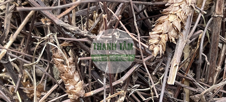 Nhân trần tía | Nhà thuốc Thanh Tâm
