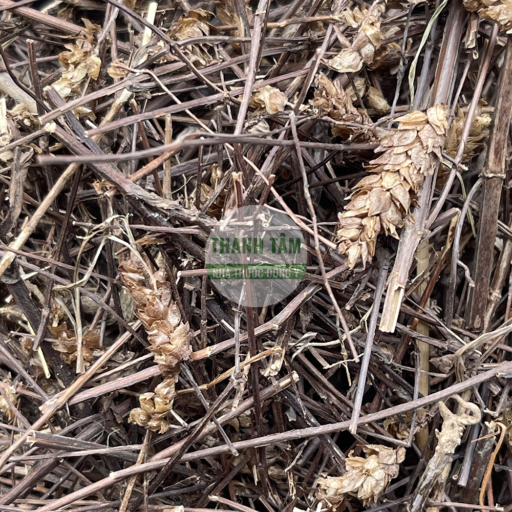 Purple Adenosma herb for heat clearing and bile support