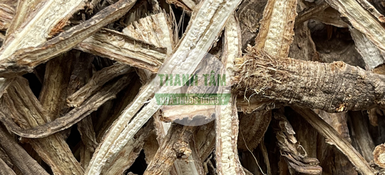 Phòng phong | Nhà thuốc Thanh Tâm