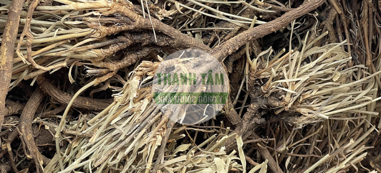 Sài hồ bắc | Nhà thuốc Thanh Tâm