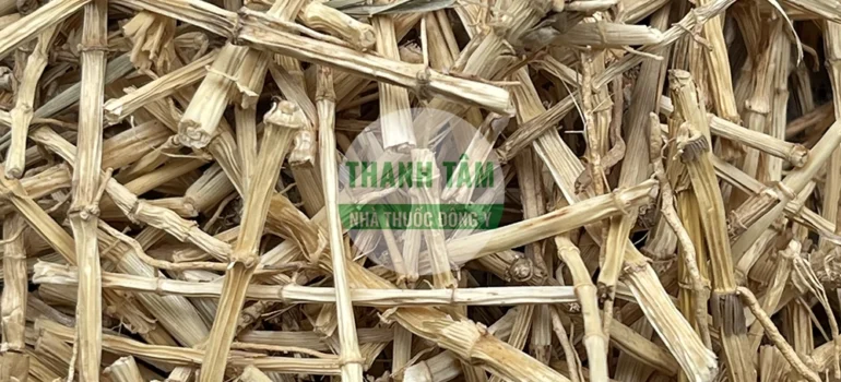 Vị thuốc Bạch mao căn Rễ tranh | Cửa Hàng Dược Liệu Thanh Tâm