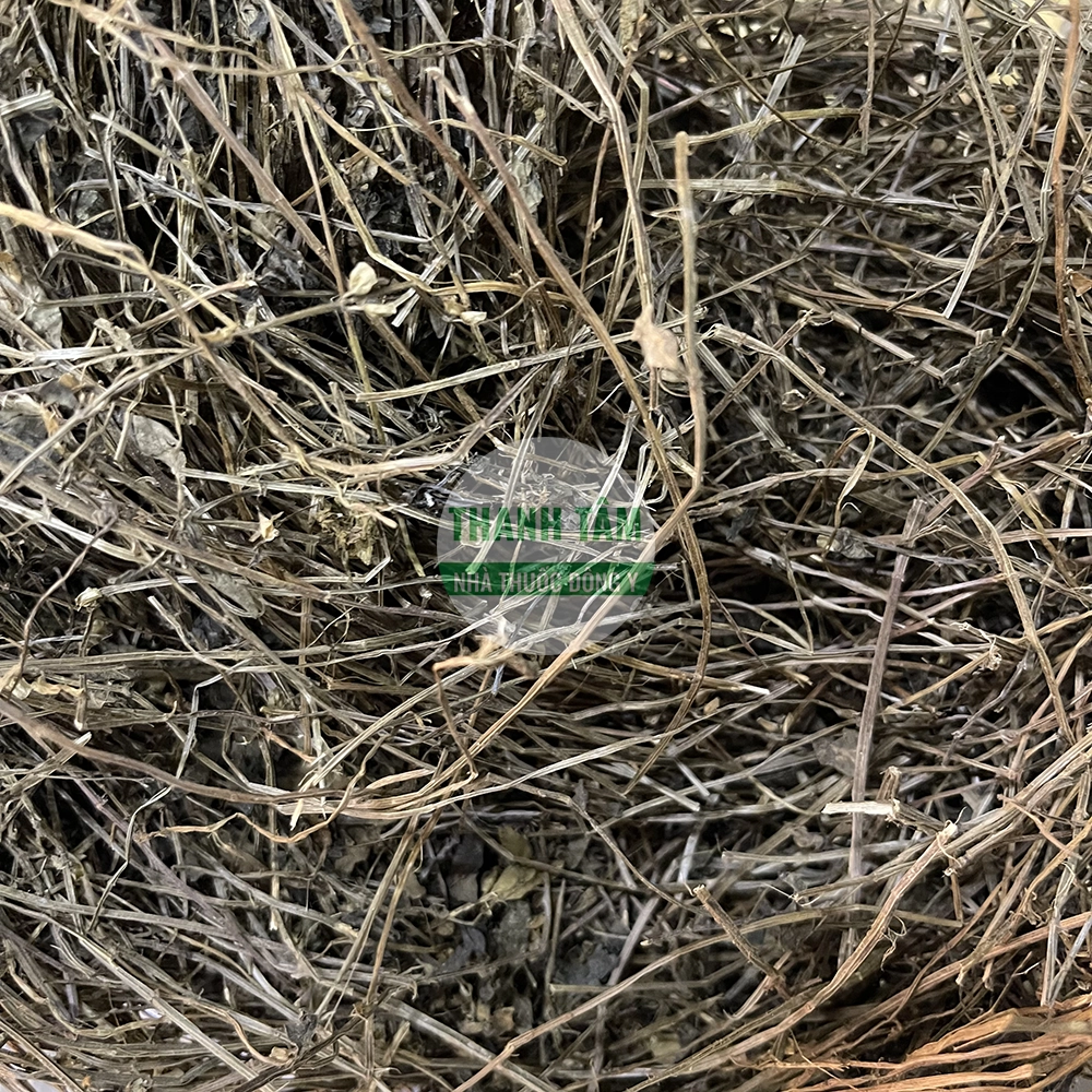 Bán chi liên – vị thuốc thanh nhiệt giải độc