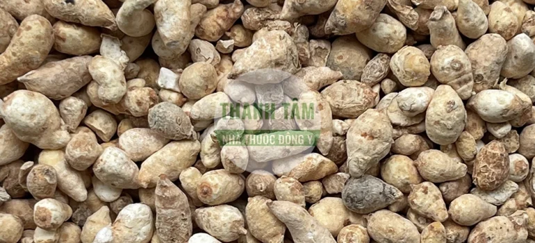 Bán hạ nam sống | Cửa Hàng Dược Liệu Thanh Tâm