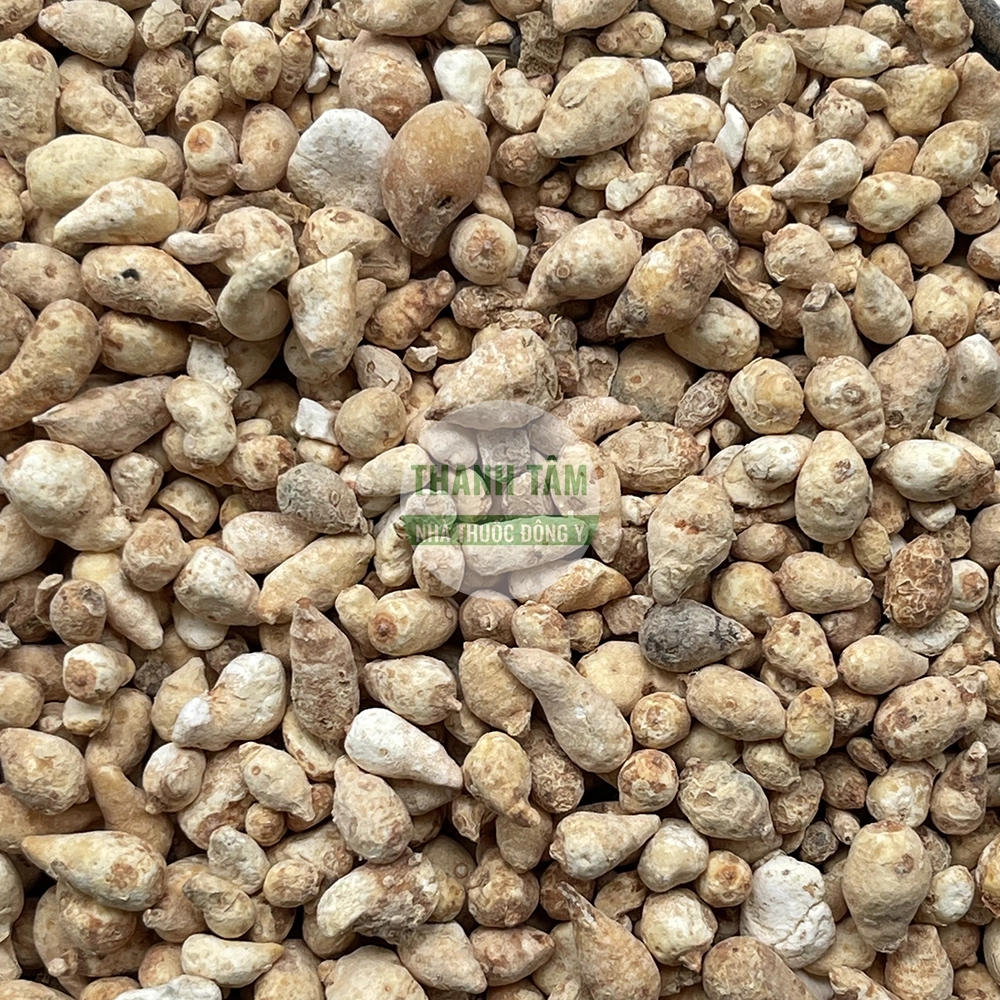 Southern Pinellia – TCM herb for transforming phlegm and directing rebellious qi downward