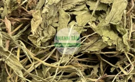 Vị thuốc Bồ công anh | Cửa Hàng Dược Liệu Thanh Tâm