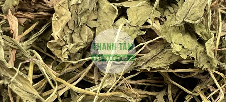 Vị thuốc Bồ công anh | Cửa Hàng Dược Liệu Thanh Tâm