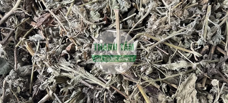 Vị thuốc Cây cải trời | Cửa Hàng Dược Liệu Thanh Tâm