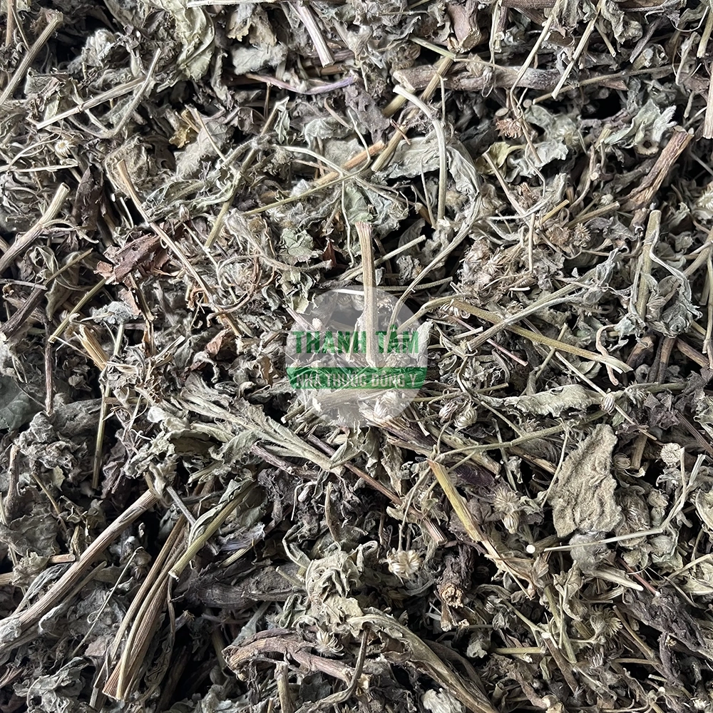 Cây cải trời – vị thuốc thanh can giải độc