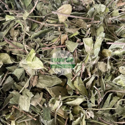 Stevia Leaf herb | Thanh Tam Herbs