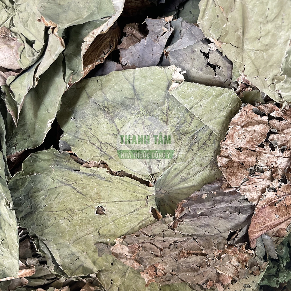 Lotus Leaf – TCM herb to clear summer heat and drain dampness