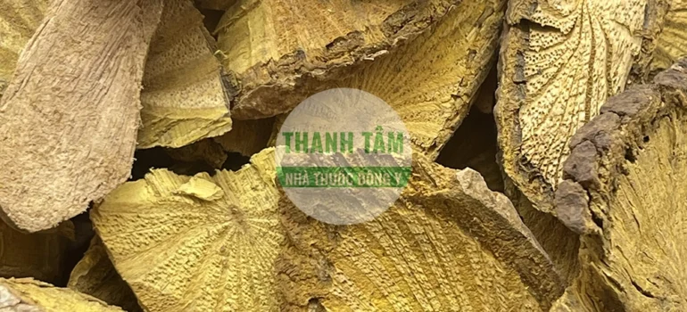 Vị thuốc Hoàng đằng | Cửa Hàng Dược Liệu Thanh Tâm